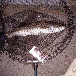 電気ウキで狙う夜釣りのフッコ